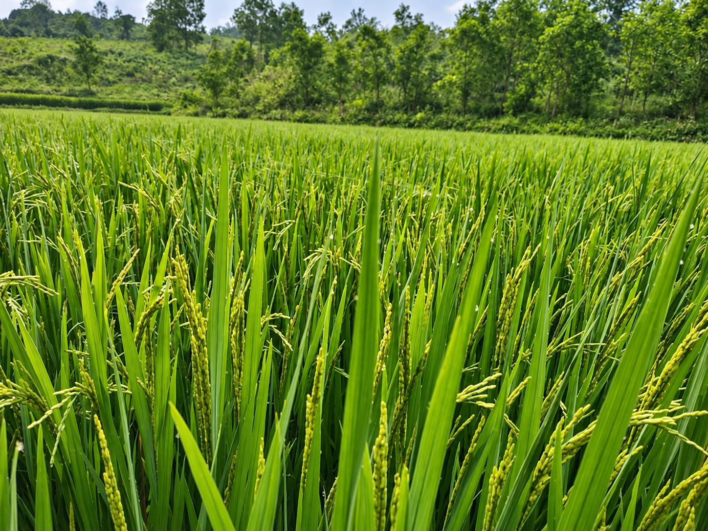 ruong-lua
